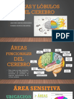 Áreas Funcionales Del Cerebro