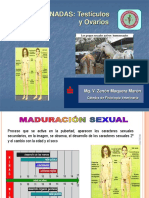 Mca Testiculos y Ovarios