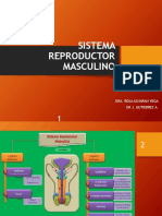 s13 Histologia AP Reproductor