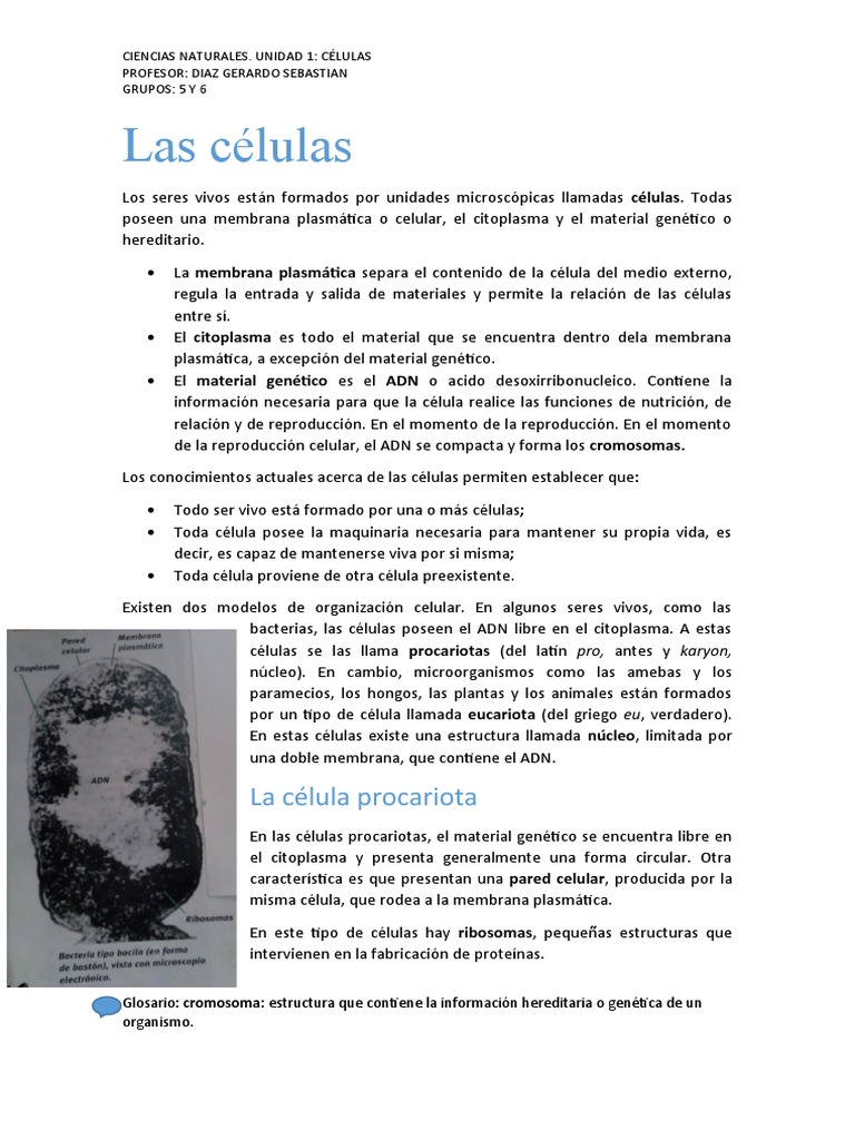 Células: Procariotas y Eucariotas | PDF | Biología Celular) | Citoplasma