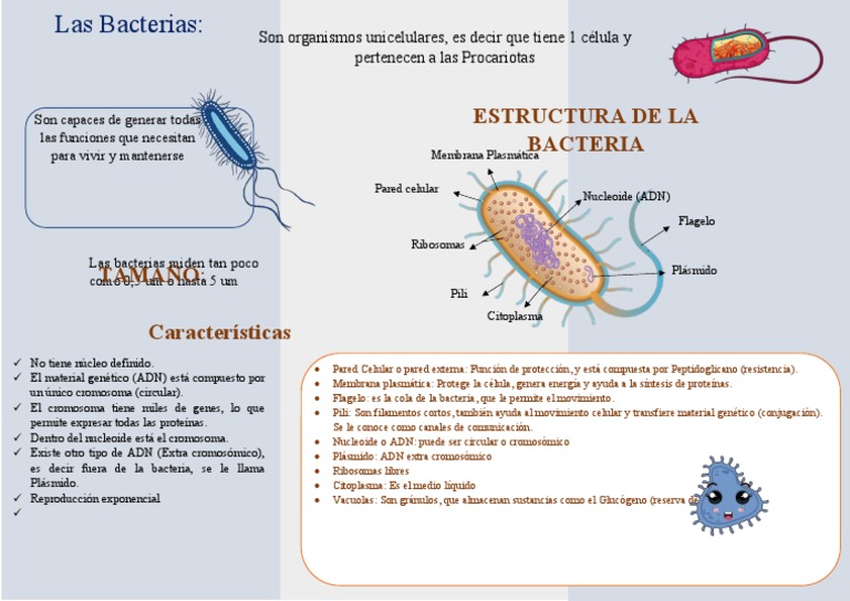 Estructura y Función de las Bacterias | PDF | Las bacterias | Biología ...