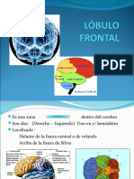 lobulo-frontal