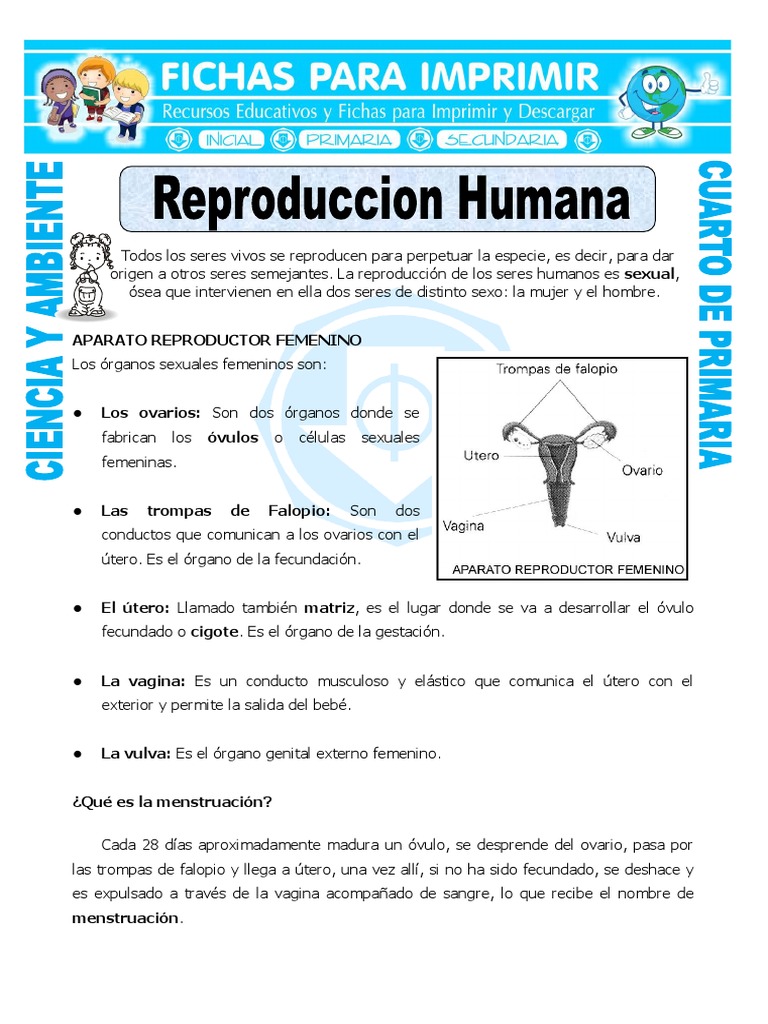 FichaReproduccionHumanaparaCuartodePrimaria (1)_220525_011218 PDF Sistema reproductivo