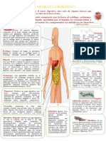Aparato Digestivo Infografi