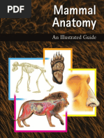 Mammal Anatomy An Illustrated Guide