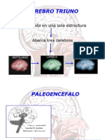 Cerebro Triuno Diapositiva Jhon