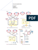 PUPILLARY PATHWAY - Fany