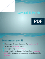 Lumbal Dan Pelvis