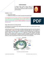 Tema 7 Gametogenesis