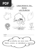 Adaptacion De Las Plantas Al Ambiente Plantas Hoja