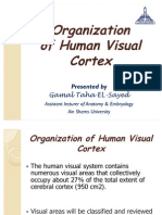 Organization of Human Visual Cortex