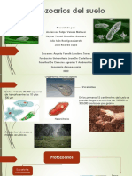 Protozoarios y Su Importancia en El Suelo.