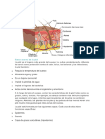 Anatomía de La Piel