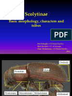 Scolytinae Tribes New