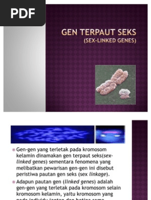 Rangkai Kelamin Dan Penentuan Jenis Kelamin