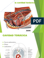 Cardiovascular Comparada 1