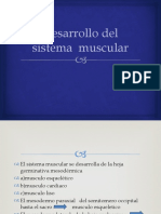 12-Desarrollo Del Sistema Muscular