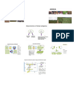 METODOS DE MEJORAMIENTO GENETICO EN PLANTAS AUTOGAMAS infografia