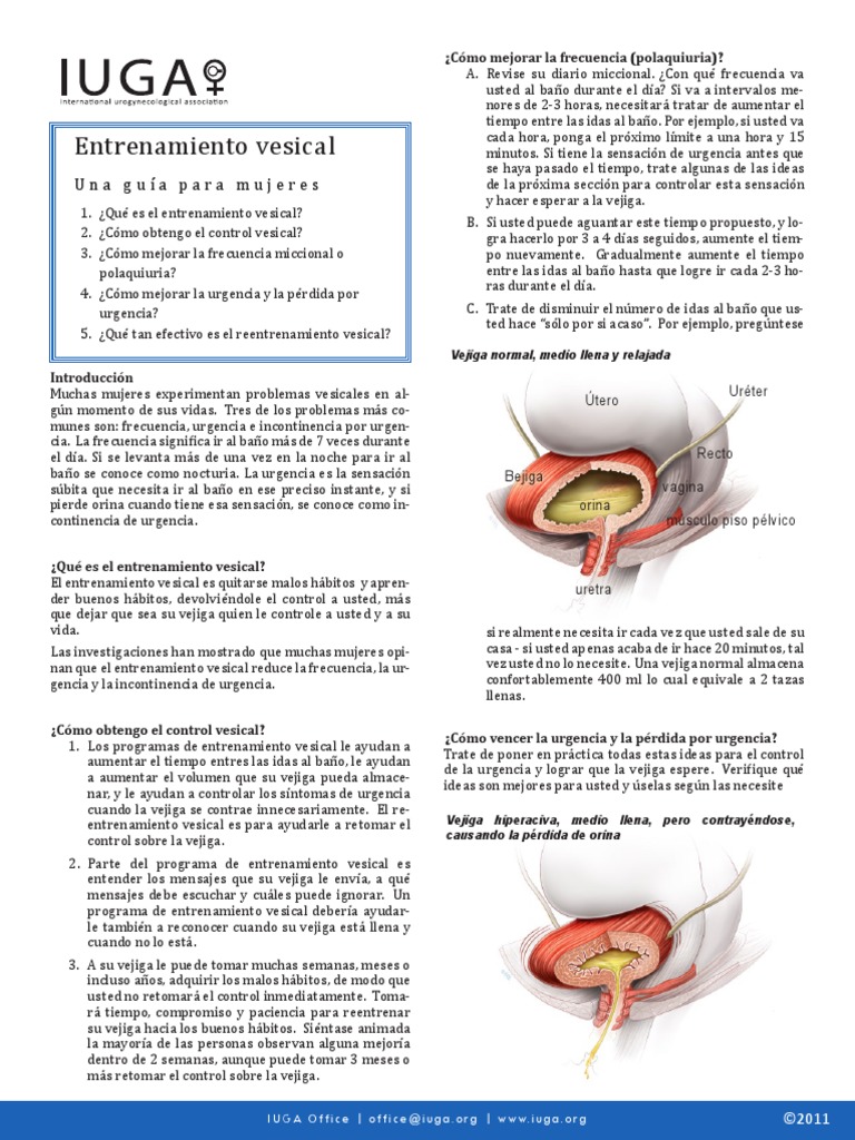 Bladder Training Spanish PDF Vejiga urinaria Anatomía