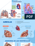 Anatomía Del Corazón