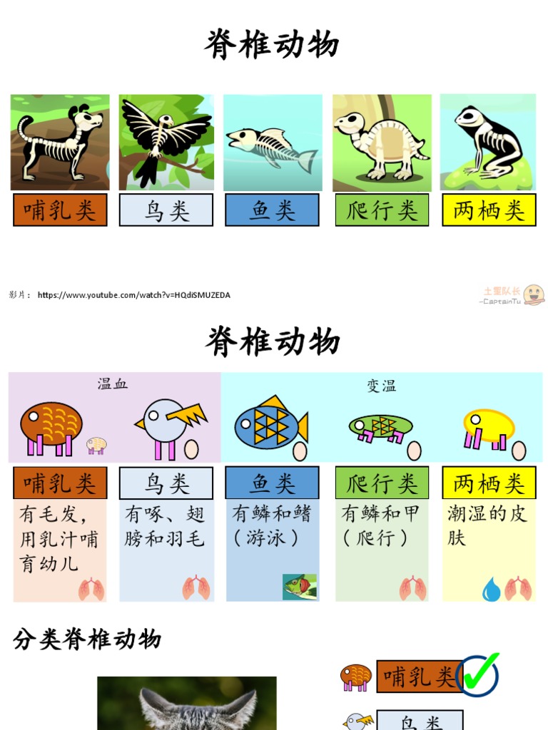 脊椎动物分类v2 | PDF