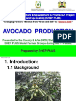 Avocado Production: Prepared by SHEP PLUS