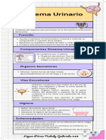 Sistema Urinario Infografia