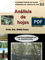 Análisis de hojas y factores que afectan el crecimiento y producción del café