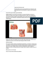 Morfología Renal.