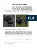 The Turkey and Selective Breeding