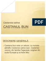 Castanul Bun