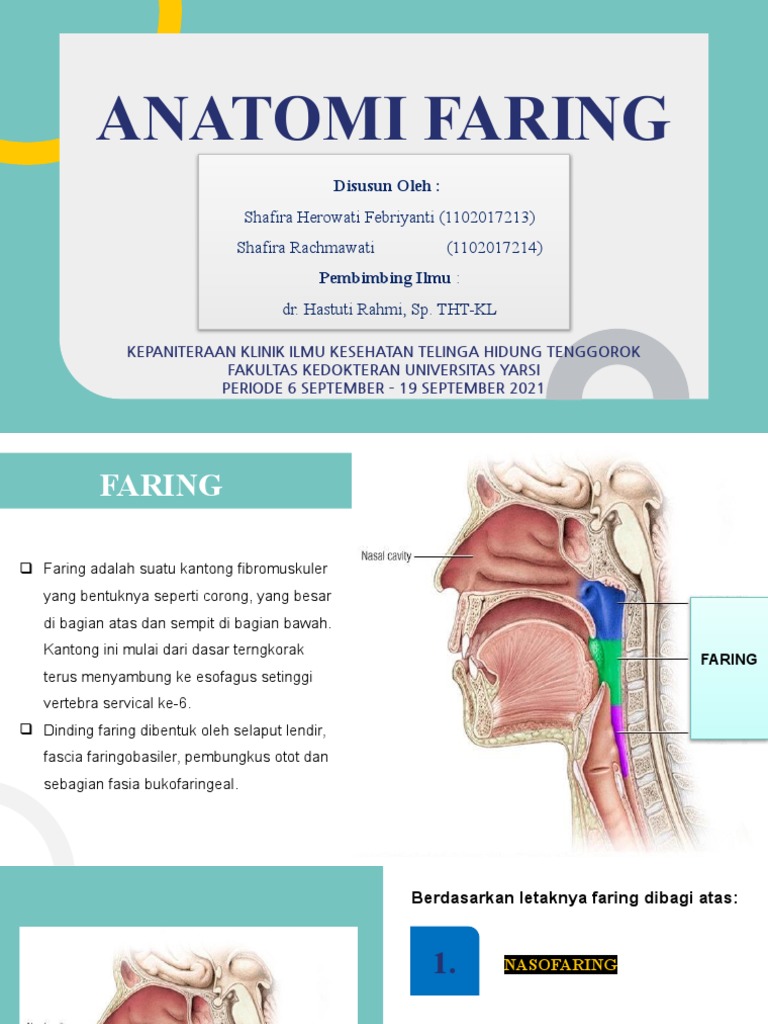 Anatomi Faring Manusia dan Fungsinya | PDF