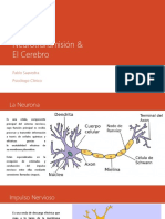 Neuronas, Neurotransmisión y El Cerebro