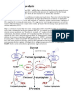 Regulation of Glycolysis by PFK-1 and F2,6BP