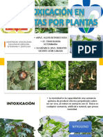 Plantas Toxicas-Alexis Betanzo