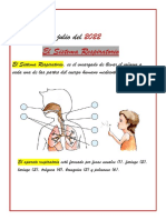 Sistema Respiratorio y Sinonimos 2a y 2B