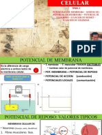 FSL Celular 2-Potencial de Reposo