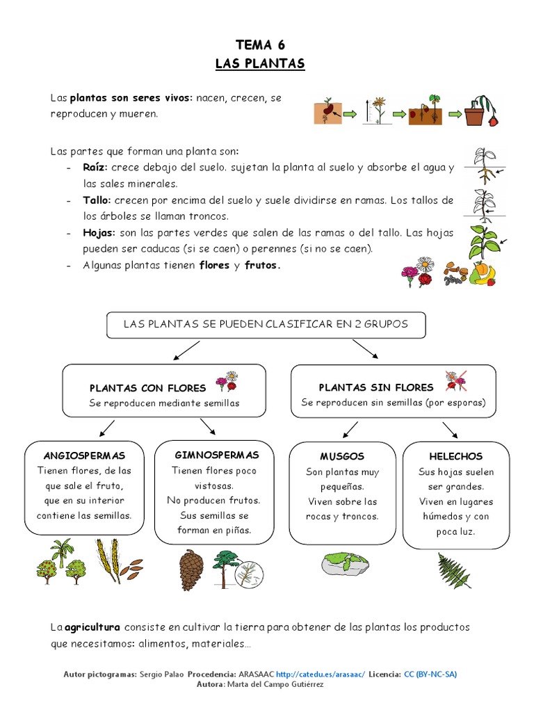 Unidad Didáctica: Las Plantas en Primaria | PDF | Plantas | Tallo de la ...