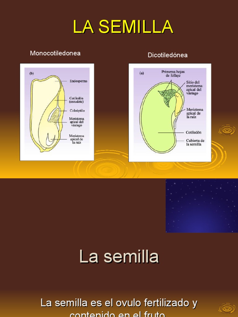 Semilla Monocotiledónea