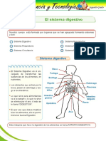 El sistema digestivo: órganos y proceso de digestión