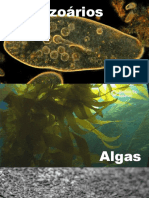 Protozoários, Algas e Fungos