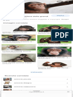scimmie - Ricerca Google