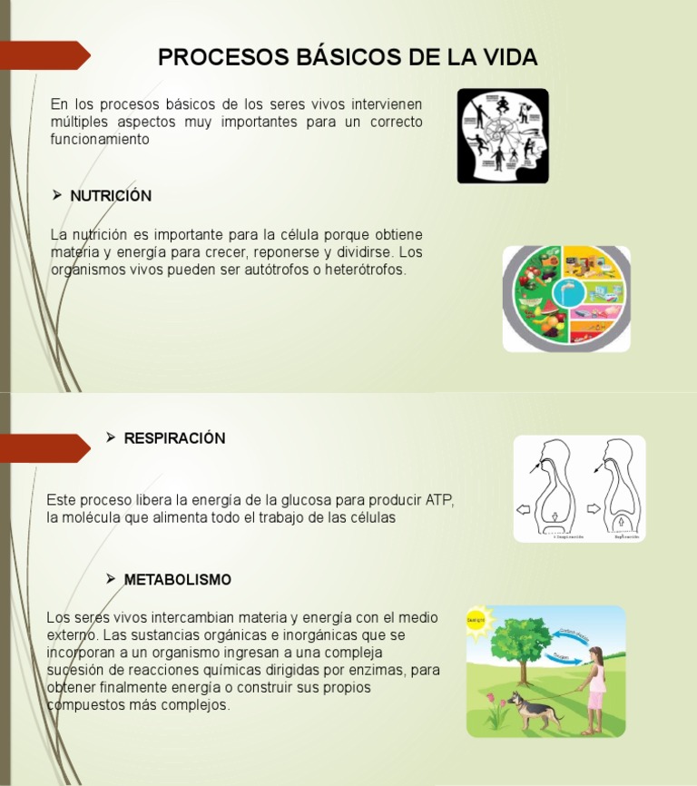 procesos de la vida PDF