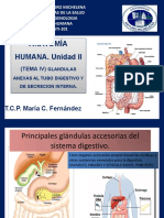 Clase 6 Glándulas Anexas Al Sistema Digestivo