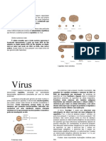 Estrutura e Características de Vírus