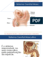 Sistema genital masculino - constituição e funções dos órgãos