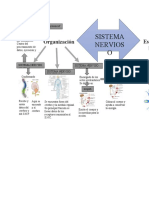 Infografía Sistema Nervioso