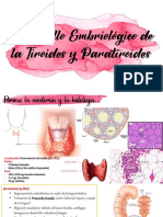 Desarrollo Embriológico de Tiroides y Paratiroides