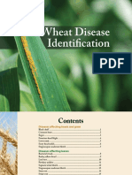 Wheat Leave Identification