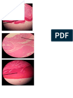 HISTOLOGI1